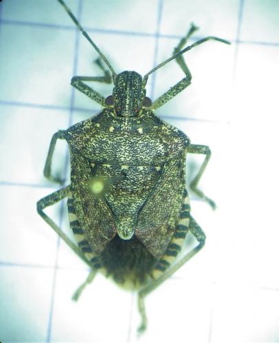 Halyomorpha halys